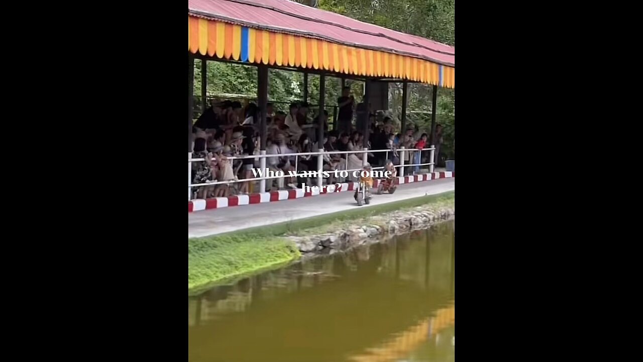 Monkey show Tailand