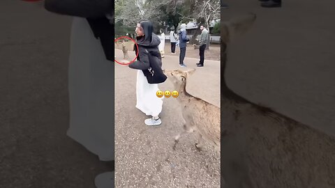 The Animals #funnyanimals #animals #pets #shorts