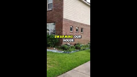 Got Swarmed While Filming the Swarm