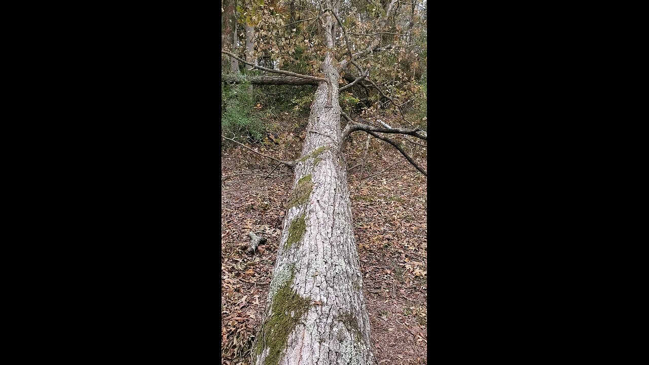 The house PaJack built