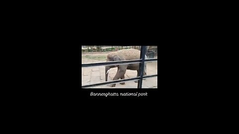 #Bannergatta Biological national park Karnataka