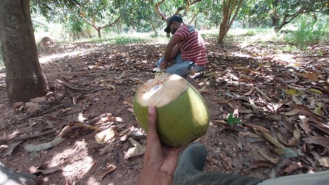 Drinking King Coconut in Summer ☀️ | Nature’s Best Drink to Beat the Heat!