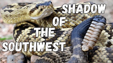 Crotalus molossus: The Shadow of the Southwest