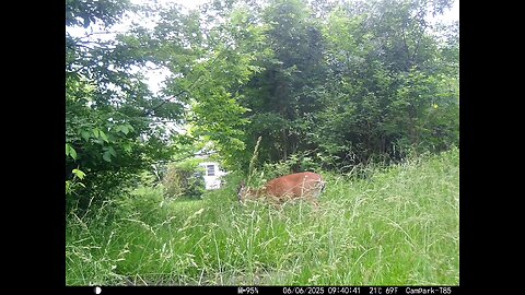 Deer Cam 06-06-2025 Game Cam Trail Cam