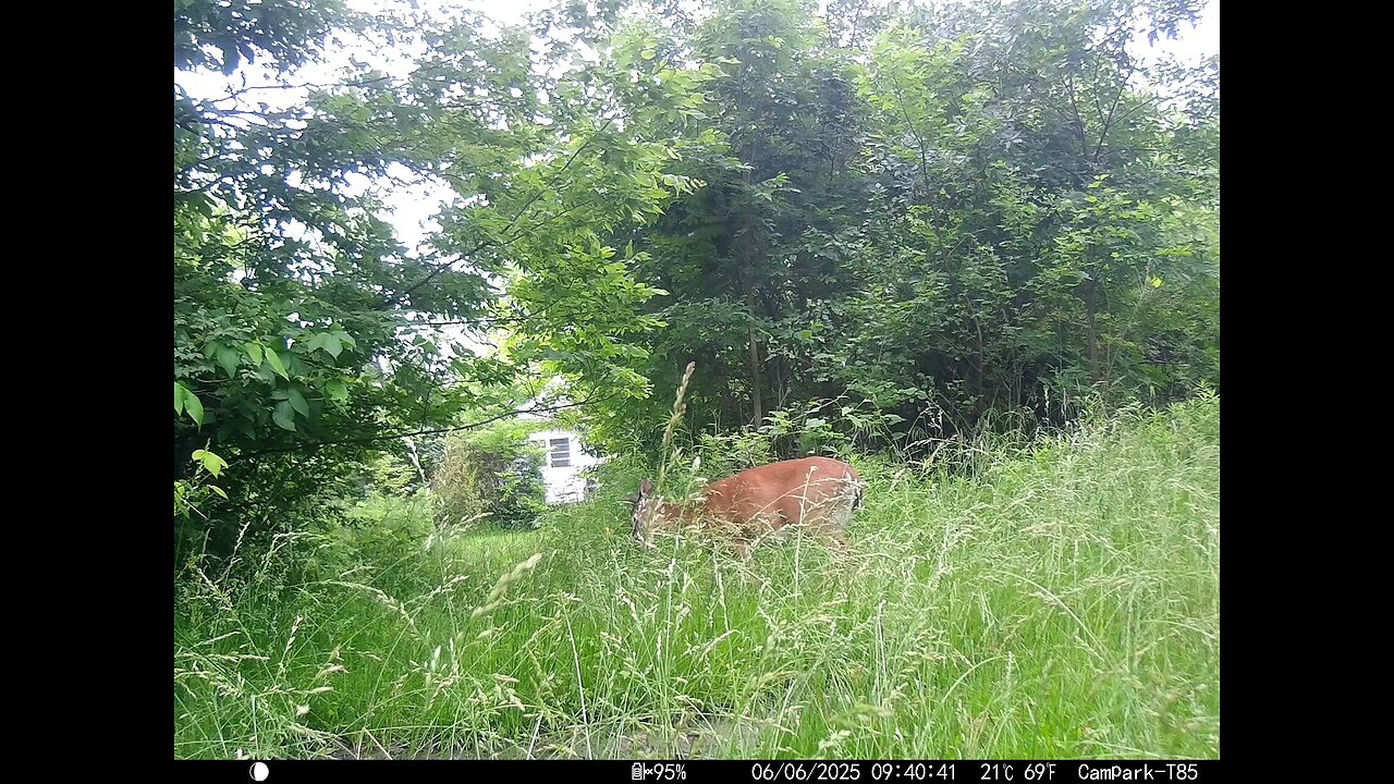 Deer Cam 06-06-2025 Game Cam Trail Cam