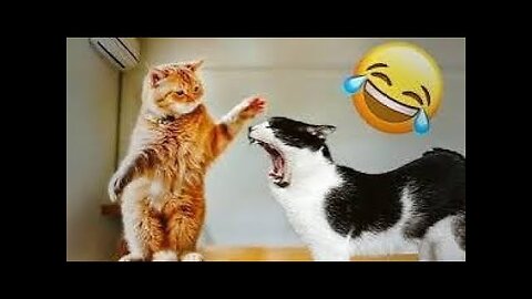 Funny Dogs And Cats Videos 2024 😅- Best Funnies Animal Video Part45
