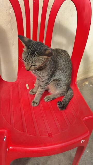 Cute Tabby Cat Sitting Like a Boss! 😺❤️