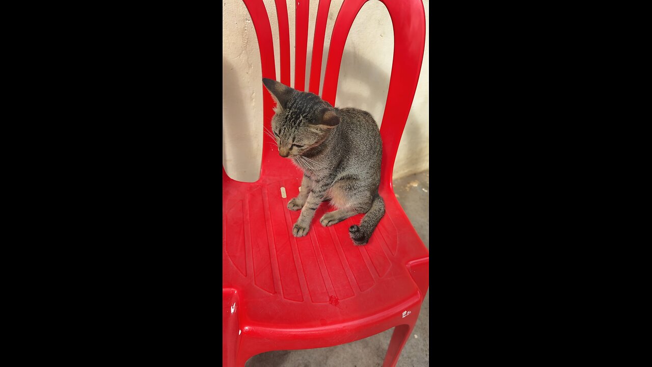 Cute Tabby Cat Sitting Like a Boss! 😺❤️