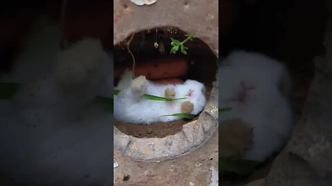 What is the little rabbit doing at home? Cute pet rabbit. Little cute pet in the countryside.