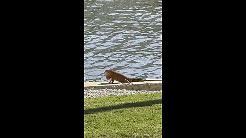 Female Iguana On The Prowl! | 4K