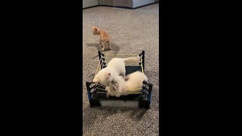 Wrestling Cats” 🐱💥🐱: part 2