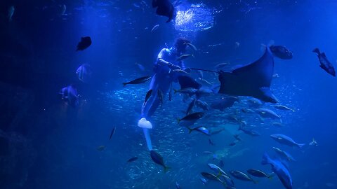 Diving among the fish