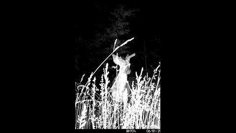 Deer Cam Big Buck Feeding In Tall Weeds Grass 06-01-2025 Game Camera Trail Camera
