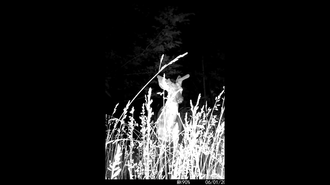 Deer Cam Big Buck Feeding In Tall Weeds Grass 06-01-2025 Game Camera Trail Camera