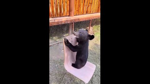 Little predators love to play!