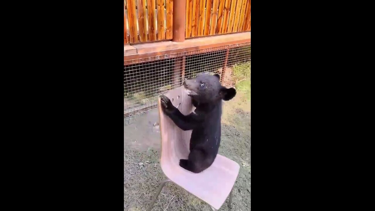 Little predators love to play!