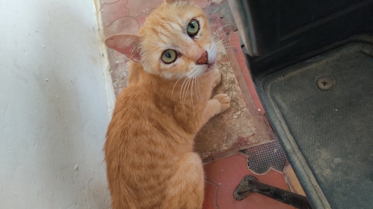 My dear Cat 😺 Grandmother cat 🐈