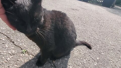 Petting a sweet cat