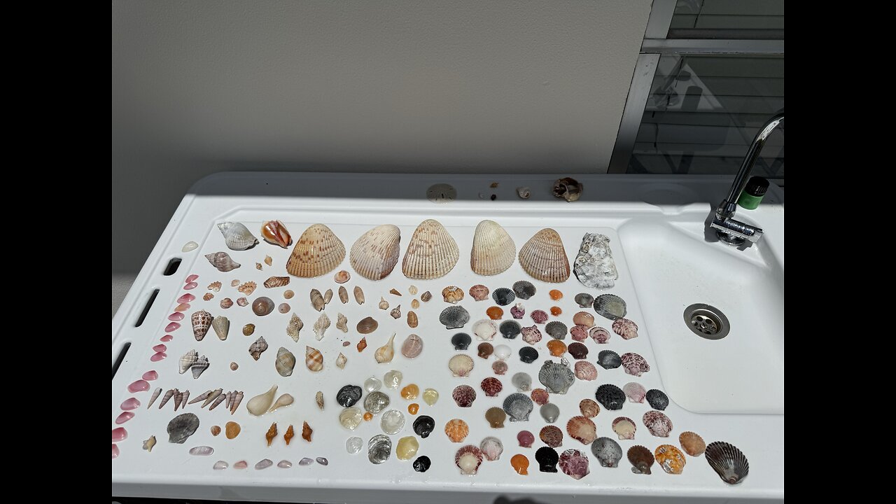 Beach Finds 8/15/2025 | 4K