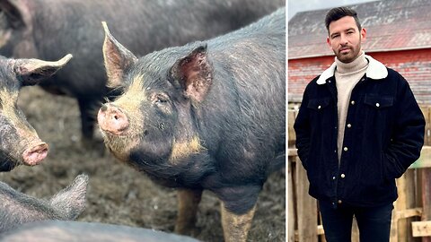 ENTREVUE FRANÇOISG-G-PORC DE NICHE