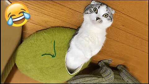 Funniest Cats and Dogs 🐶🐱 | Best Funny Animal Video