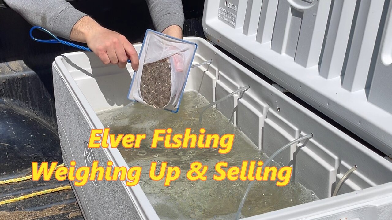 Elver Fishing- Weighing Up & Selling