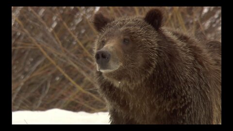 Yellowstone Part 1