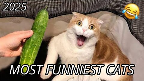 Most funniest cats 🤣 in 2025