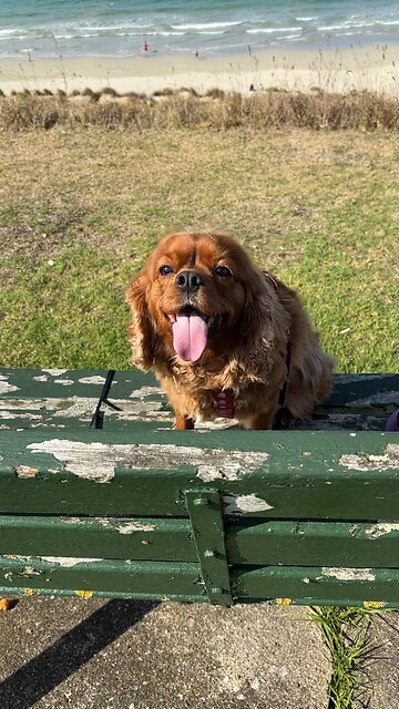 Portland Beach 🏝️ 🏖️ Vic