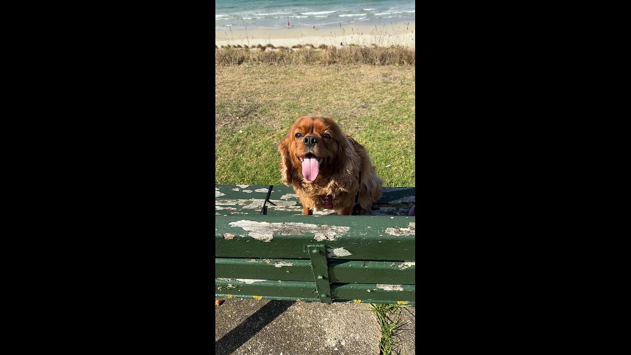 Portland Beach 🏝️ 🏖️ Vic