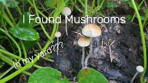 Magic in the Manure: Wild Mushrooms Up Close