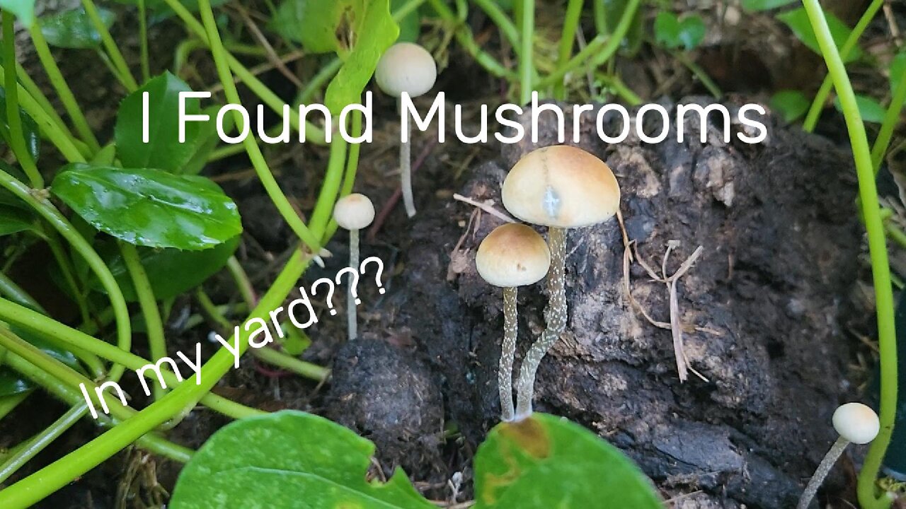 Magic in the Manure: Wild Mushrooms Up Close