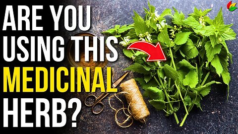 Why Nettle Root Matters: 6 Health Benefits to Explore! G25