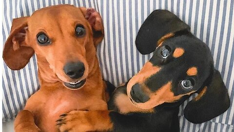 Try Not laugh Dachshund dogs instagram funny videos compilation 2020