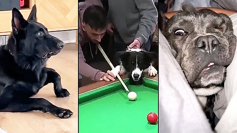 When you realize that dogs are smarter than us😐