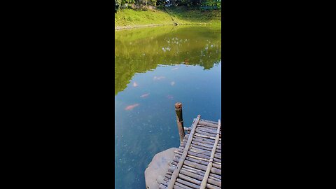 GOLDEN FISH