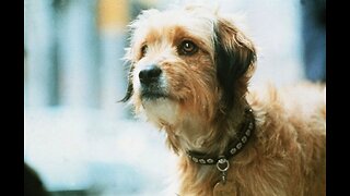 Benji: The Scrappy Street Dog Who Became a Hero – Full Classic Family Movie Highlights