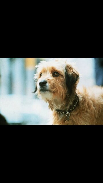 Benji: The Scrappy Street Dog Who Became a Hero – Full Classic Family Movie Highlights