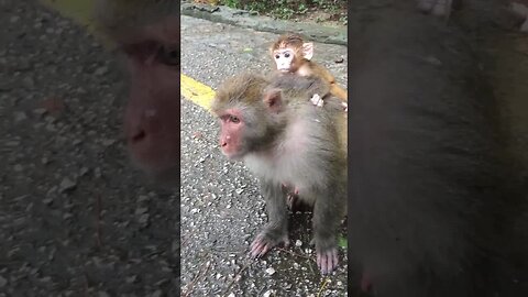 5 years ago, the black mother carried a beautiful monkey on her back