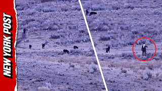 Too close for comfort: Hiker approaches wolf pack in Yellowstone