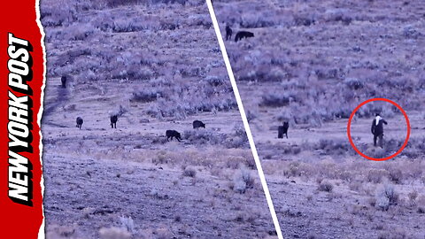 Too close for comfort: Hiker approaches wolf pack in Yellowstone