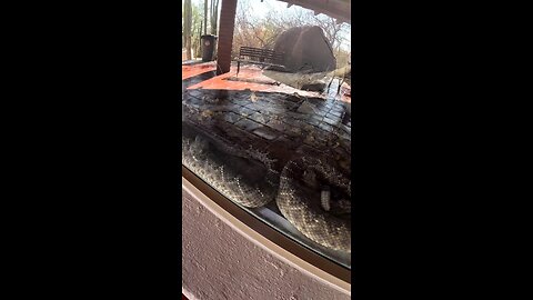 Diamondback Rattlesnake at a Zoo in Hermosillo Sonora Mexico