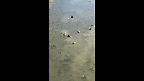 Mallard Ducks 🦆 #followme #shorts #mallardducks #viral #trending