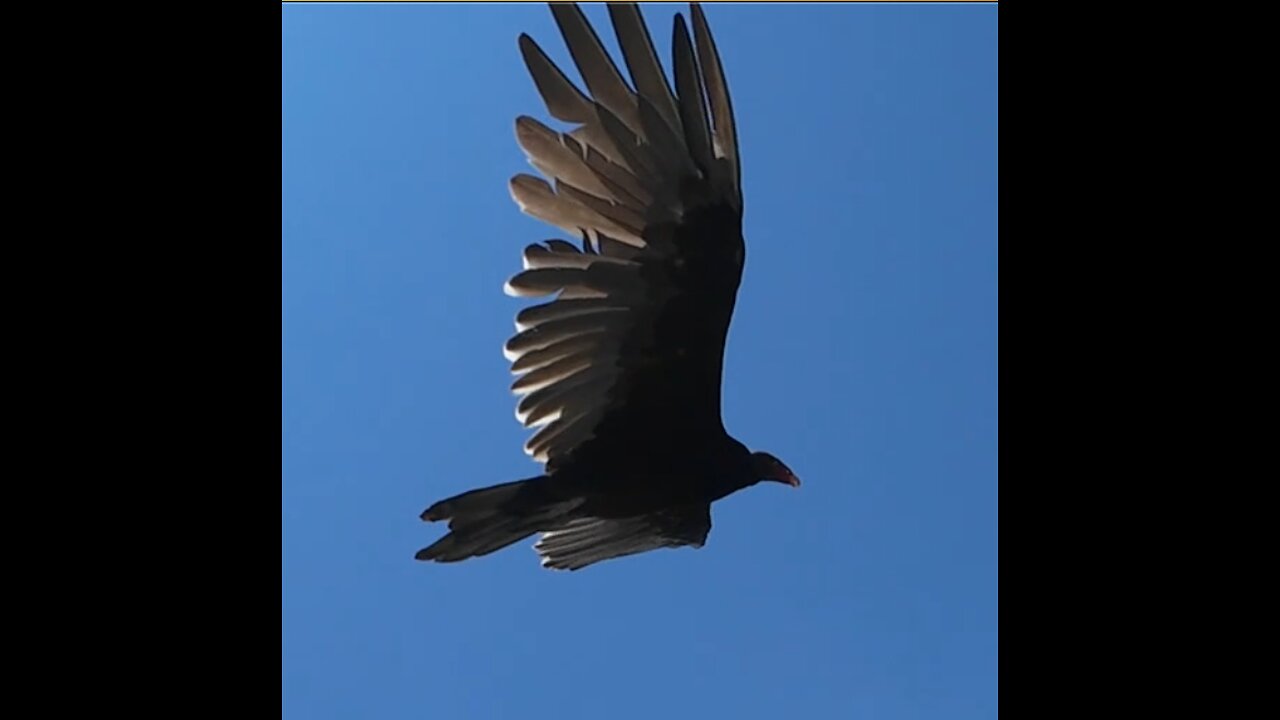 🦅 Arabesque - Debussy 🦅