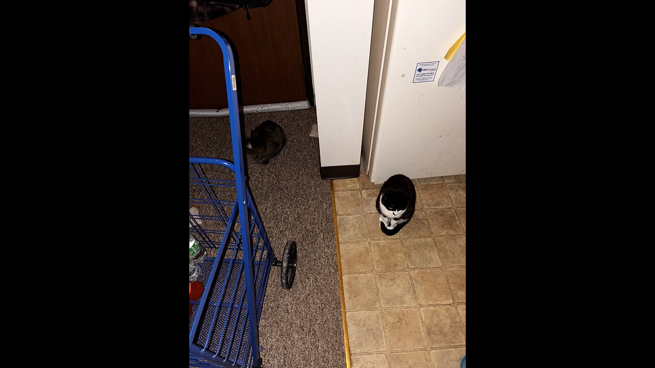 My cats are waiting for me to go to bed