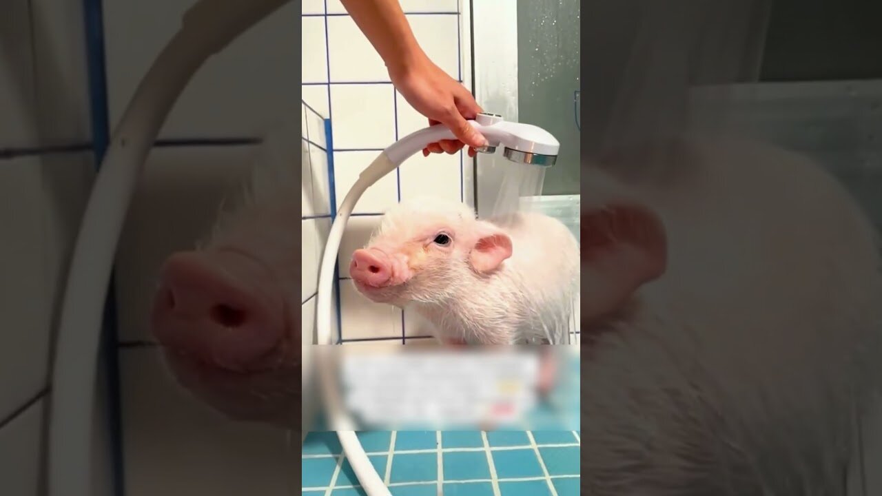 The man found a pig in the middle of the road and raised him