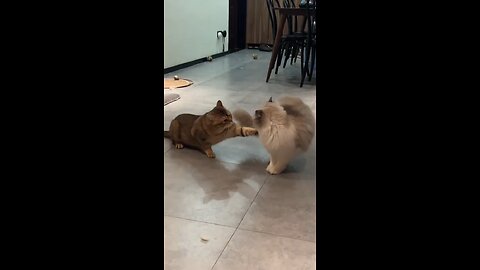 Funny animal video🤣🤣