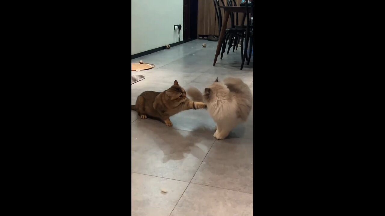 Funny animal video🤣🤣