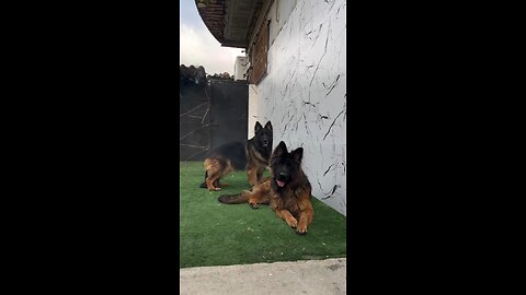 German Shepherd Zone