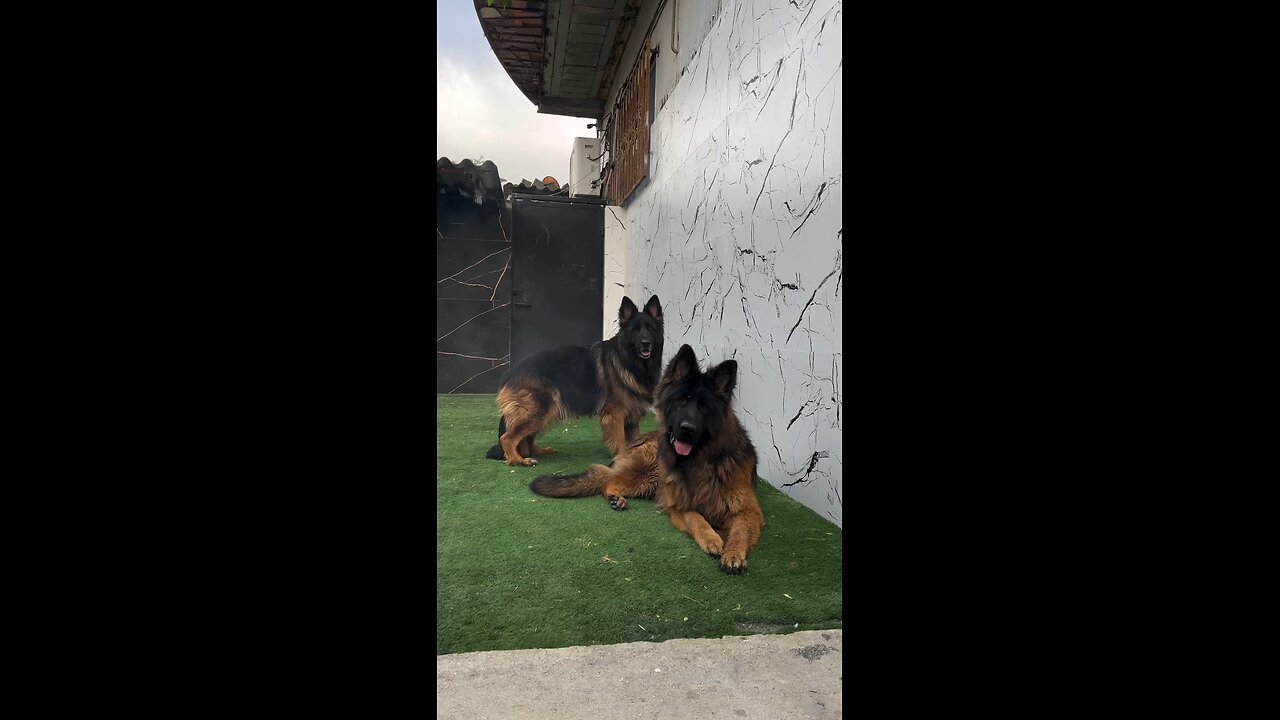 German Shepherd Zone